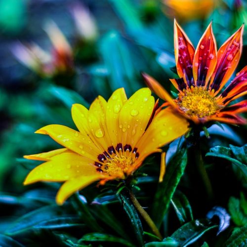 bella flor, naturaleza, gérbela, linda flor, flor amarilla, naturaleza, naturaleza, naturaleza, naturaleza, naturaleza