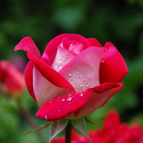 garden-rose-red-pink-56866-56866.jpg